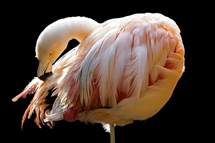 Rosa Flamingo
