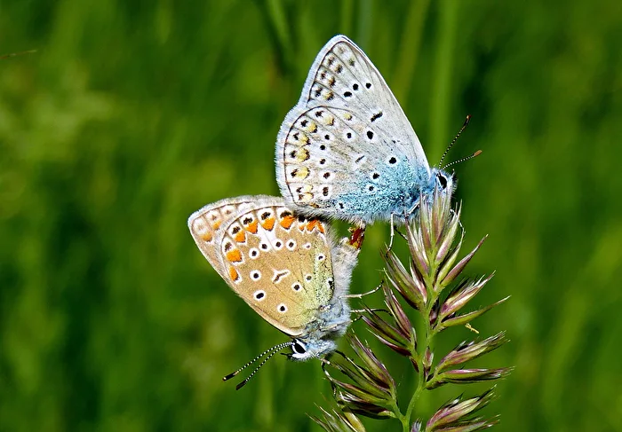 Insekten - Blauhechel Bläuling