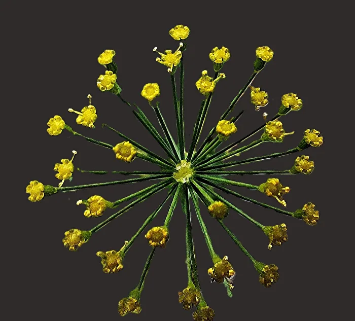 Dill
