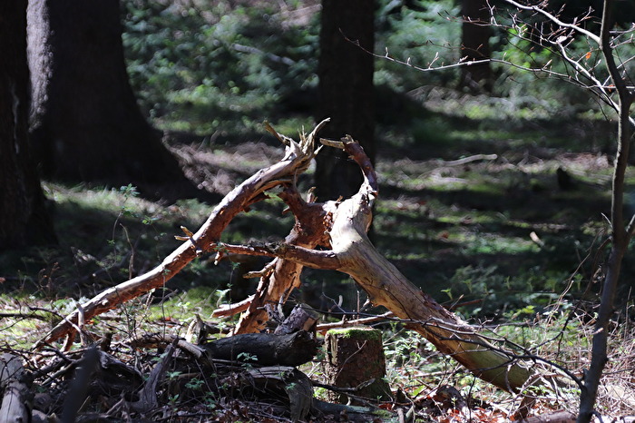 Wurzeln