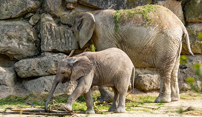 The last pictures of the elephant girl Kibali