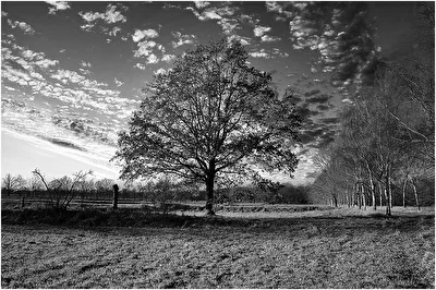 Solitär Baum