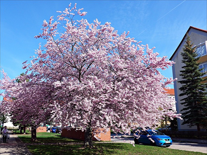Frühling im Wohngebiet