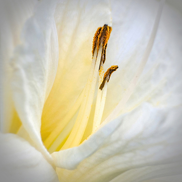 Staubblätter im Fokus...