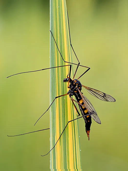 Yellow-legged Crane Fly