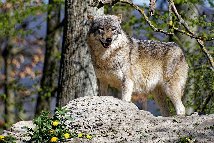 Timberwolf