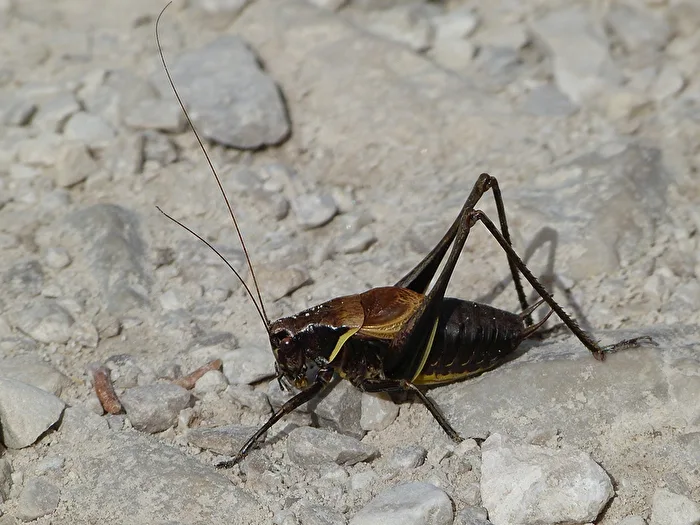 Heuschrecke II
