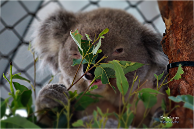 Koala, Auffangstation