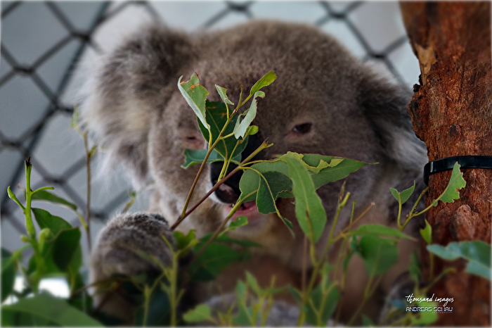 Koala, Auffangstation
