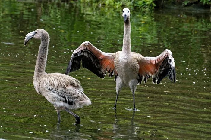 young flamingos