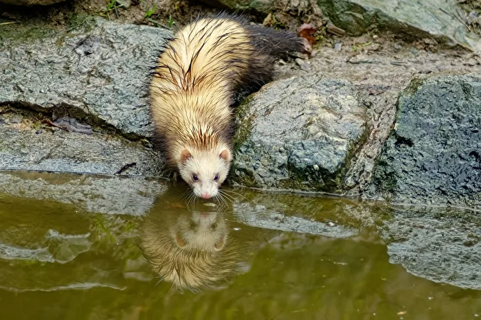 Furetto