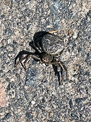 Krabbenspinnen (Thomisidae)