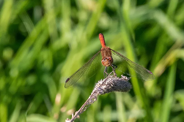 Blutrote Heidelibelle