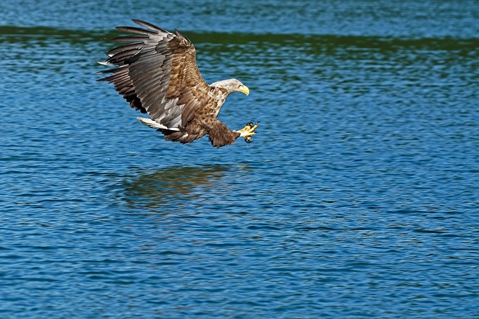 Seeadler