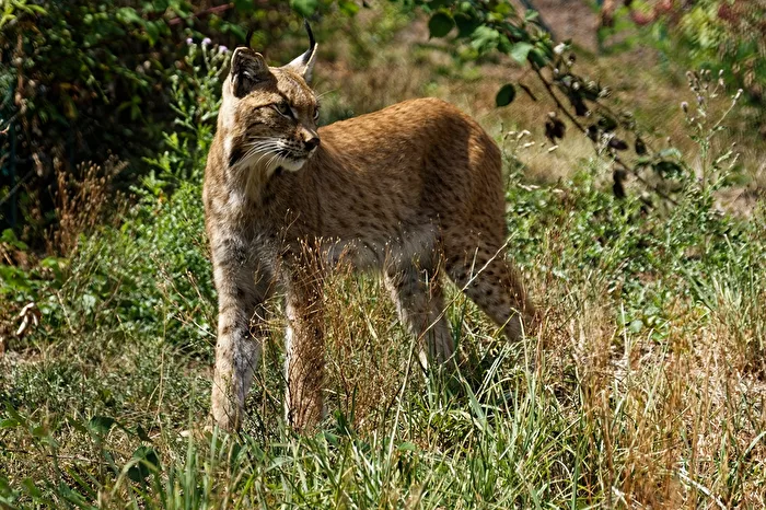 Luchs