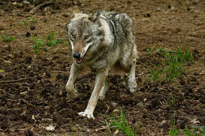 European Wolf
