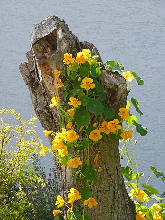 Old Tree Stump