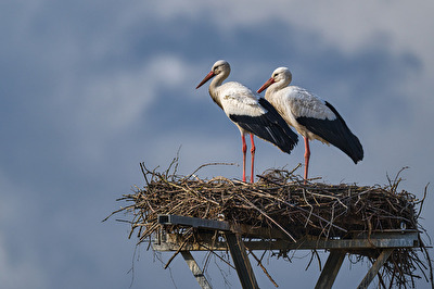Strochenpaar frisch verliebt in den Frühling