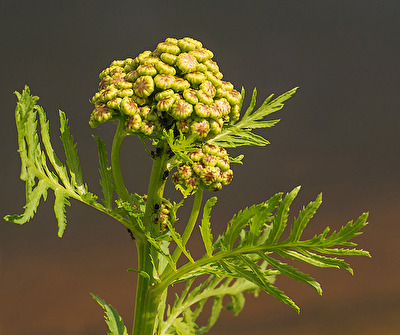 Knospen des Rainfarn