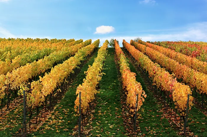 Herbstliche Weinberge in Rheinhessen