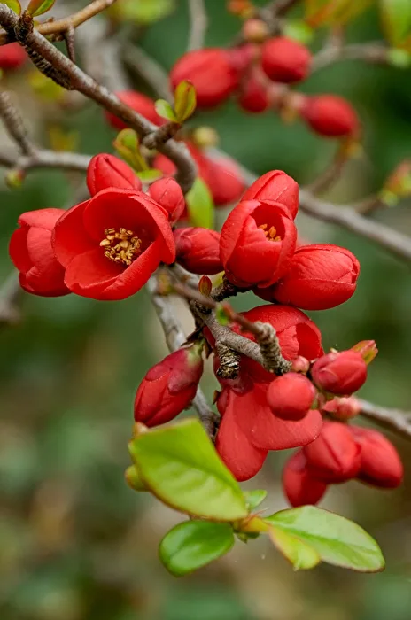 Blüten