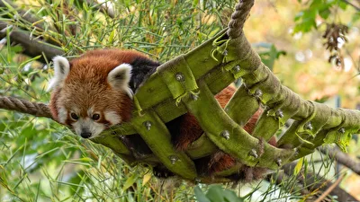 Roter Koala