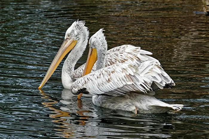 Pelicans
