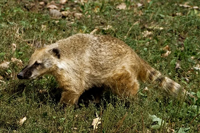 Nasenbär