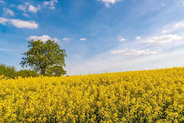 Rapsfeld mit Baum