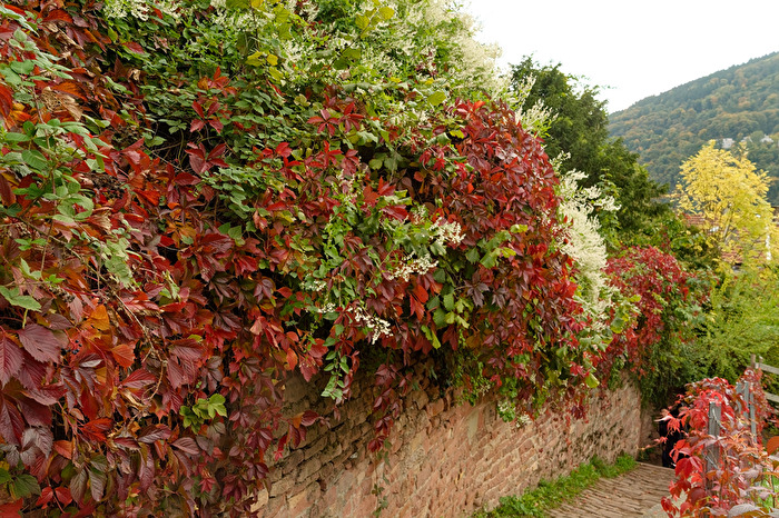Herbstlicher Schlangenweg