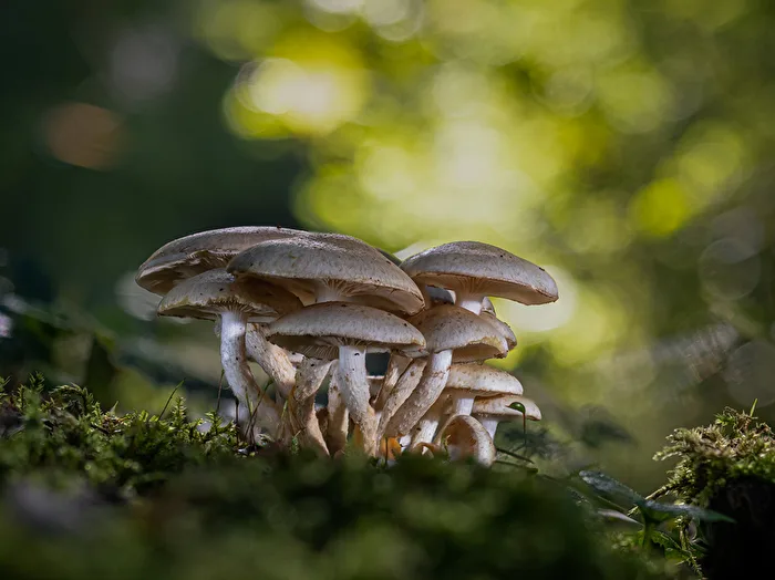 Mushrooms in the forest, the second ;-)