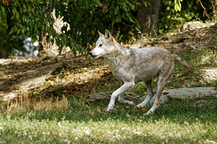 Timberwolf