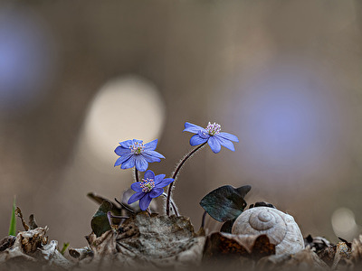 Frühlinserwachen