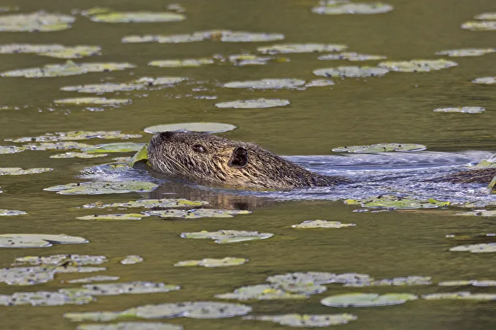 A Nutria