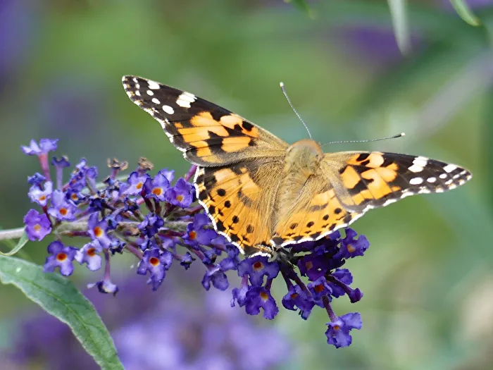 Schmetterling I