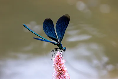 Prachtlibelle