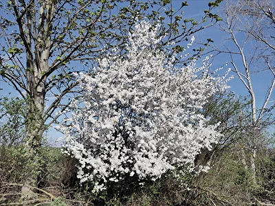 Frühling im Vorharz