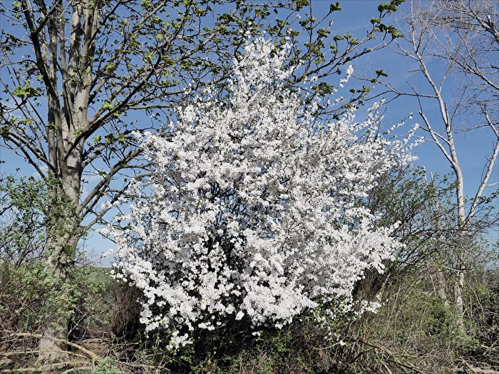Frühling im Vorharz