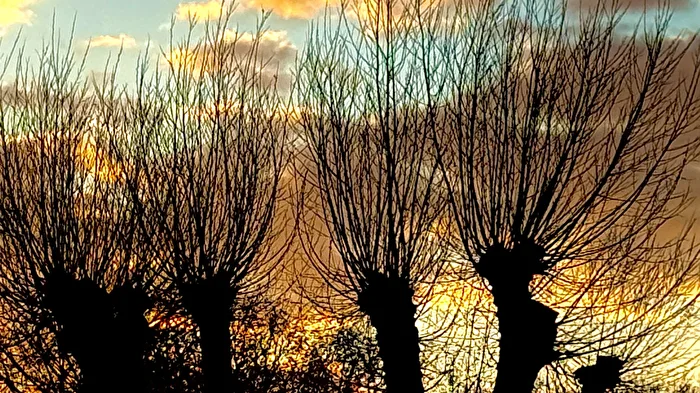 Kopfweiden vor Sonnenuntergang