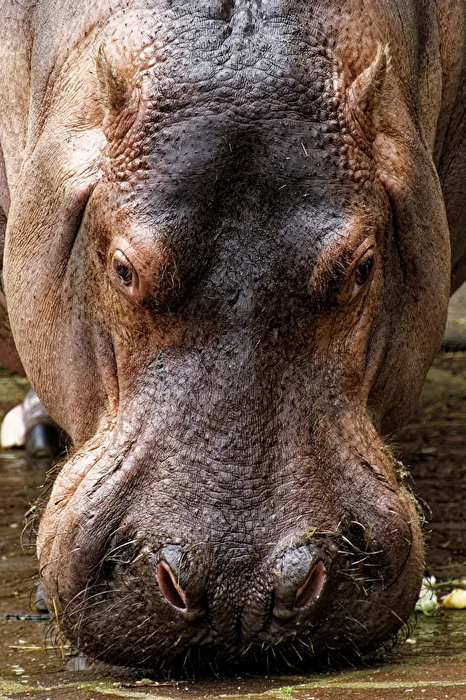 Hippopotamus