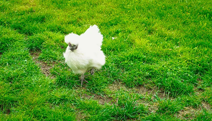 Chicken on Tour