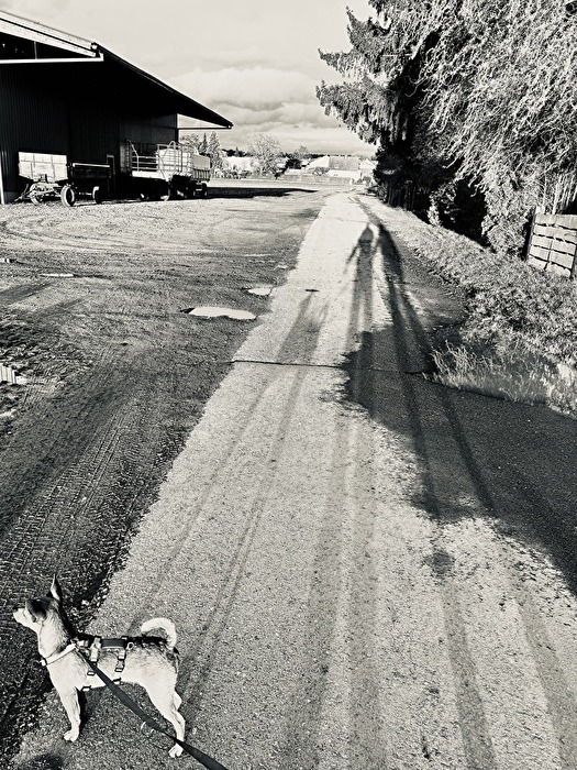 Happy long weekend 🐕☀️