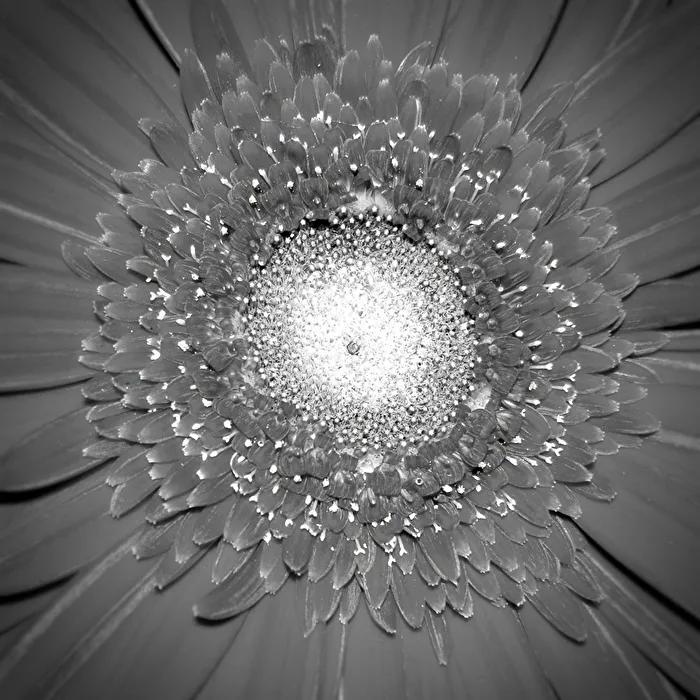 Gerbera...