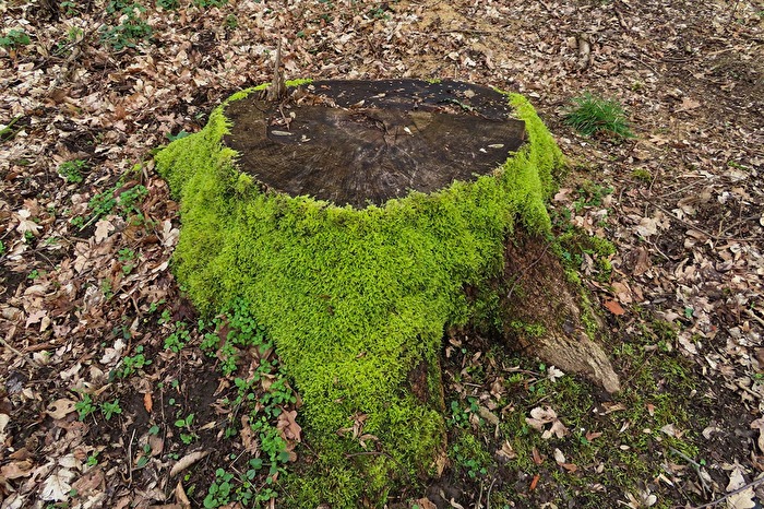 grüner Baumstumpf