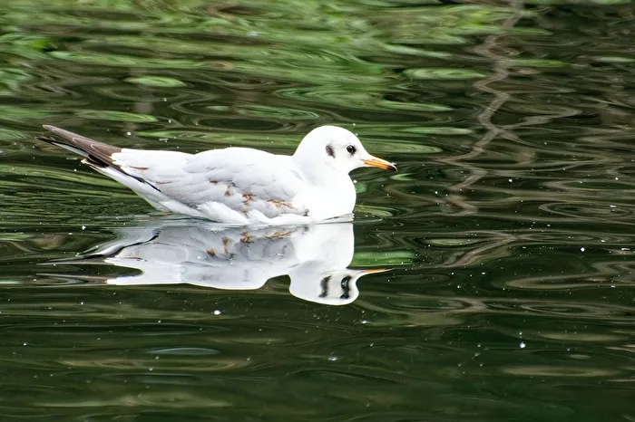Seagull