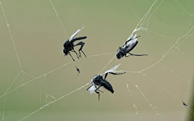 Bibios im Netz gefangen
