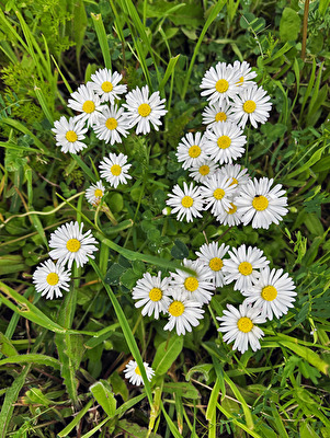 Gänseblümchen (Bellis perennis)