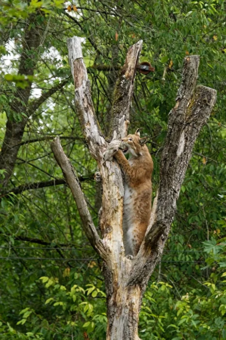 Luchs