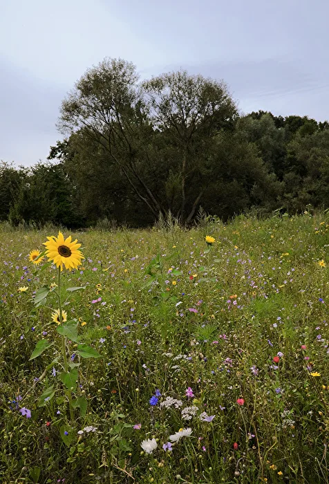 BLUMENWIESE