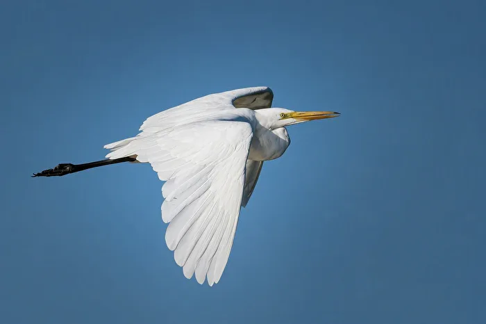 Héron garde-boeufs (Ardea alba)